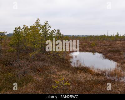 bog landscape with red mosses, small bog pines, small bog lakes and wind moving water Stock Photo