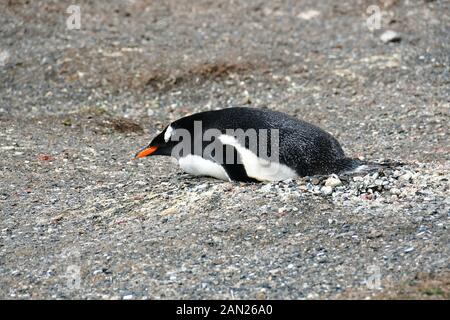 Gentoo penguin, Pygoscelis papua papua, Eselspinguin, Ushuaia, Tierra del Fuego (Land of Fire), Argentina, South America Stock Photo