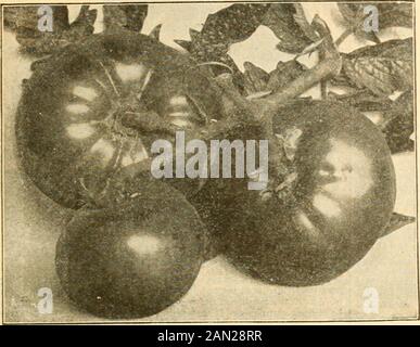 Vegetable and flower seed catalogue : free for all . JAMES J. H. GREGORY & SONS RETAIL CATALOGUE. 5 JUNE PINK TOMATO. MANGEL, GIANT HALF-SUGAR.. Stock Photo