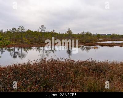 bog landscape with red mosses, small bog pines, small bog lakes and wind moving water Stock Photo