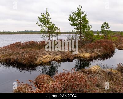 bog landscape with red mosses, small bog pines, small bog lakes and wind moving water Stock Photo