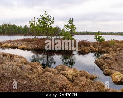 bog landscape with red mosses, small bog pines, small bog lakes and wind moving water Stock Photo