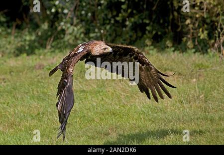 IMPERIAL EAGLE aquila heliaca, ADULT IN FLIGHT Stock Photo