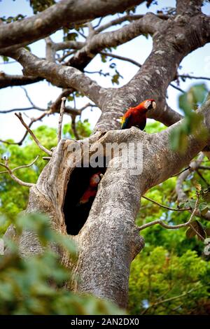 SCARLET MACAW ara macao, PAIR STANDING NEAR NEST, LOS LIANOS IN VENEZUELA Stock Photo