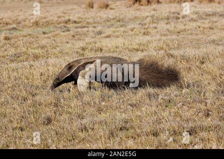 GIANT ANTEATER myrmecophaga tridactyla, ADULT STANDING ON DRY GRASS, LOS LIANOS IN VENEZUELA Stock Photo