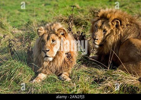 KATANGA LION OR SOUTHWEST AFRICAN LION panthera leo bleyenberghi Stock Photo