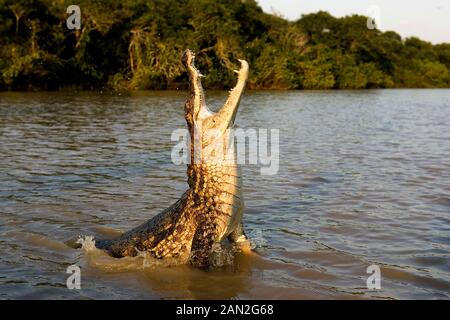 SPECTACLED CAIMAN caiman crocodilus, ADULT LEAPING OUT OF WATER WITH OPEN MOUTH, LOS LIANOS IN VENEZUELA Stock Photo