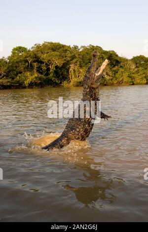 SPECTACLED CAIMAN caiman crocodilus, ADULT LEAPING OUT OF WATER WITH OPEN MOUTH, LOS LIANOS IN VENEZUELA Stock Photo