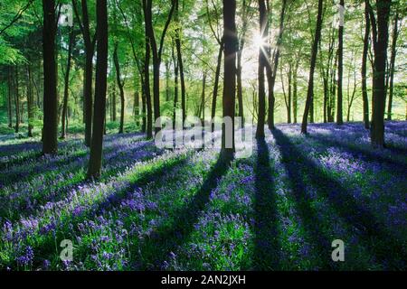 Bluebells in beech woodland, Micheldever Woods, Hampshire, England Stock Photo