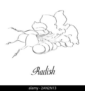Vector ink radish for card with text Stock Vector
