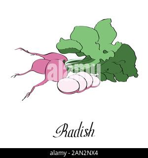 Vector ink radish for card with text Stock Vector