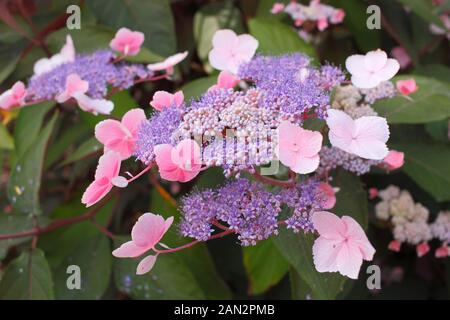 Hydrangea aspera 'Hot Chocolate' displaying characteristic mauve and blue lacecap flowers and bronze tinged foliage. UK Stock Photo