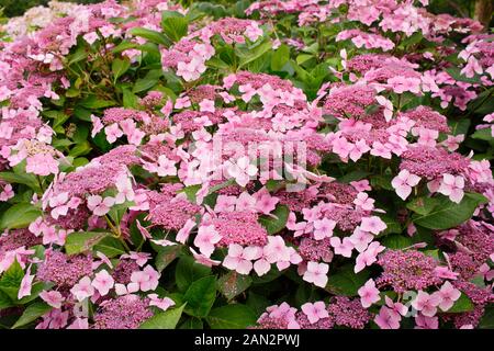 Hydrangea macrophylla 'Louis Savage' pink lacecap hydrangea Stock Photo