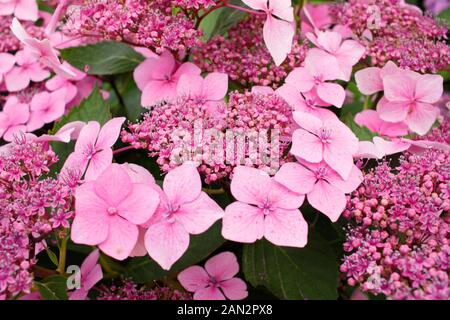 Hydrangea macrophylla 'Louis Savage' pink lacecap hydrangea Stock Photo