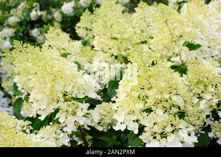 Hydrangea paniculata 'Silver Dollar' displaying distinctive creamy white conical flower spikes in summer. UK Stock Photo