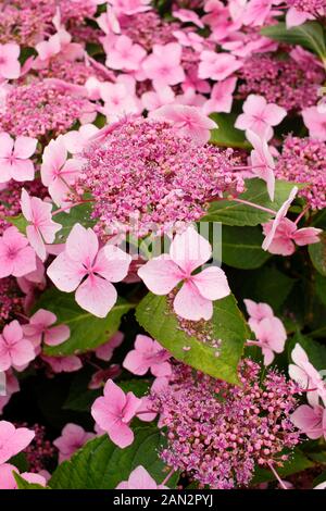 Hydrangea macrophylla 'Louis Savage' pink lacecap hydrangea Stock Photo