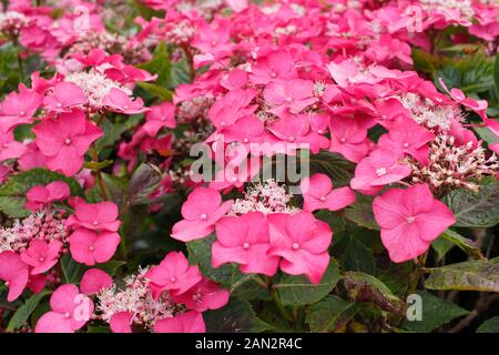 Hydrangea macrophylla 'macrosepala'. UK Stock Photo