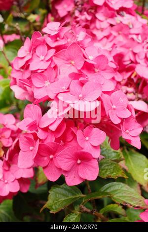 Hydrangea macrophylla 'macrosepala'. UK Stock Photo