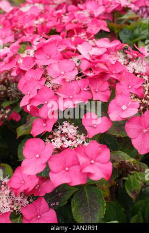 Hydrangea macrophylla 'macrosepala'. UK Stock Photo