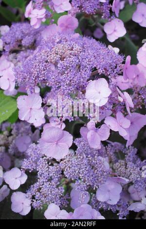 Hydrangeas. Hydrangea macrophylla 'Dancing Lady' displaying attractive blue mauve florets in summer. UK Stock Photo
