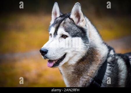 Husky dog close up muzzle portrait on nature Stock Photo
