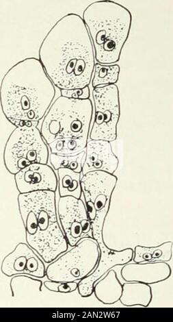 Fungi, Ascomycetes, Ustilaginales, Uredinales . Fig. 1S4. Puccinia Malvacearum Mont.; a. conjugation Fig. 18;. Endophyllum Sen,. of unequal cells at base of teleutosorus; b. teleutospore; Lev.; fertile cells and spores; after both after Werth and Ludwig. c. Puccinia Podophylli Hoffmann.S-; migrations at base of teleutosorus; after Christman. A sporophytic stage of exceptionally brief duration is also found in thespecies of Endophyllum and in the form on Rubus frondosus known asKunkelia nitens1. In both cases the characteristic spores are developed inbasipetal chains (fig. 185), and in both the Stock Photo