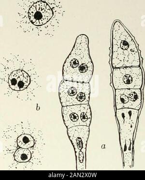 Fungi, Ascomycetes, Ustilaginales, Uredinales . Fij,. 181. Puccinia Podophylli S.;fertile cell of teleutosorus givingrisetoteleutospores; after Christ-man. Fig. 182. Pliraamidiitm violaceum Went.; a. teleuto-spores, x 1080; /&gt;. fusion of nuclei in teleutospore,x 1520; after Blackman. It may be hazarded that in the Uredinales the similarity of the physio-logical history of the nuclei before they become associated is responsiblefor a minimum of attraction between them, so that there is no sufficientlystrong impulse towards fusion till meiosis is about to take place ; being,however, in the sam Stock Photo