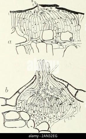 Fungi, Ascomycetes, Ustilaginales, Uredinales . Fig. 167. Gymnosporangium davaricuformeRees; germinating teleutospores; x 666.. Fig. 168. a. Phragtnidium violaceumWint., X330; 6. Gymnosporangium clazariaeforme Rees, X260; sper-mogonia; after Blackman. Vlll] UREDINALES 199