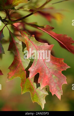 Quercus palustris. Leaves of the Pin oak tree in autumn. UK Stock Photo