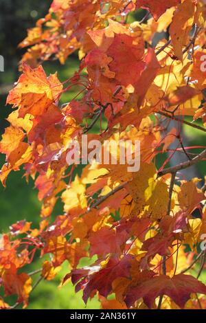 Acer 'Ample Surprise'  displaying autumn colours. Acer platanoides and Acer amplum cross Stock Photo
