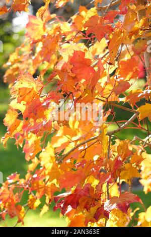 Acer 'Ample Surprise'  displaying autumn colours. Acer platanoides and Acer amplum cross Stock Photo