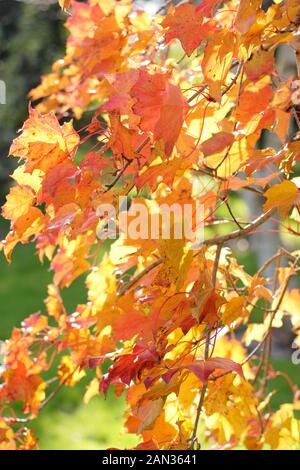 Acer 'Ample Surprise'  displaying autumn colours. Acer platanoides and Acer amplum cross Stock Photo