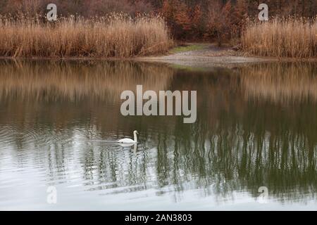 Beautiful white swan with black markings on his head swimming through a Kragujevac lake making ripples in the water and soft reed reflections Stock Photo