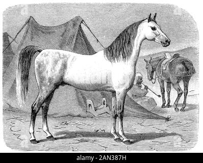 Horse breed, Arabian horse, digital improved reproduction of an ...