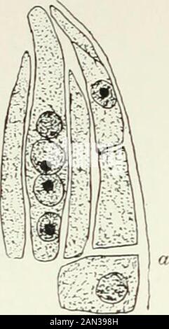 Fungi, Ascomycetes, Ustilaginales, Uredinales . Fig. 144. .hiiorpho-FalagriacThaxler; male andfemale individuals,the latter with peri-thecium containing re ; aftei Iter. 12—-2 i8o PYRENOMYCETES [CH. whether exogenous or endogenous, and in the latter case whether producedin simple or compound organs. In this way three families, Peyritschiel-laceae (compound endogenous), Laboulbeniaceae (simple endogenous) andCeratomycetaceae (exogenous) are distinguished.. f ., ?? ?:. ? 9 Stock Photo