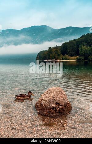 Lake Bohinj ecosystem. Duck and brown trout fish in cold waters of glacial lake. Stock Photo