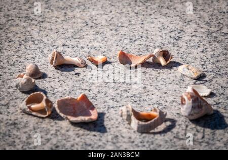Small seashells lie on a stone slab. Seashells and small stones lying on a huge granite flat stone Stock Photo