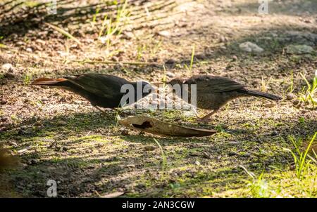 A blackbird male feeds its chick with a worm on the lawn. Male blackbird, turdus merula, feeding fledged juvenile female bird. Stock Photo