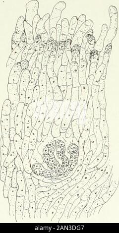 Fungi, Ascomycetes, Ustilaginales, Uredinales . rther investigation, especially from thispoint of view. In both Xylaria and Hypoxylon the young stroma is covered by a tangle 170 PYRENOMYCETES [CH. of conidiophores, from which small oval conidia are abstricted. In Xylariathese form a white coating, in marked contrast to the older black portionsof the stroma, where the perithecia are maturing, and justify the namecandle-snuff fungus, applied to some of the commoner species. If, in eithergenus, the stroma be sectioned during the conidial stage, nests of smallhyphae, similar to those in Poronia, w Stock Photo