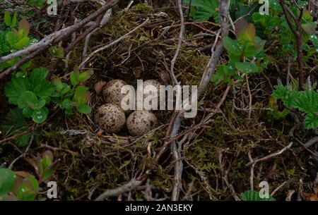 Four wild bird eggs in natural nest Stock Photo