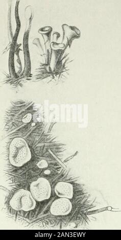 Fungi, Ascomycetes, Ustilaginales, Uredinales .  . ? Fig. 124. Xyiaria HypoxylonGtev., after Tulasne.woven and rising vertically from the surface of the substratum. As theygrow the stromata assume their characteristic shape, conidia appear anddrops of pinkish or yellowish fluid are exuded. When these dry up, blackdots indicating the position of the ripening perithecia are seen. 168 PYRENOMYCETES [en.. Fig. i 2 5. Porottia pitnc/ala (L.) Fr.; rt. surface, ^. lateral view;after Tulasne. Stock Photo