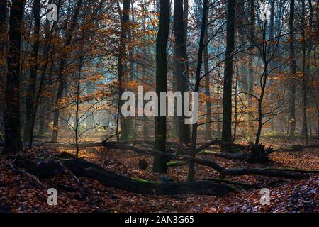 Misty morning in a colorful forest with beautiful autumn light Stock Photo