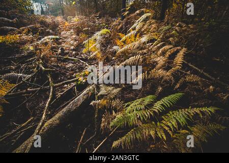 Brightly colored autumn leaves from a forest ground covered with fern, illuminated with sun rays