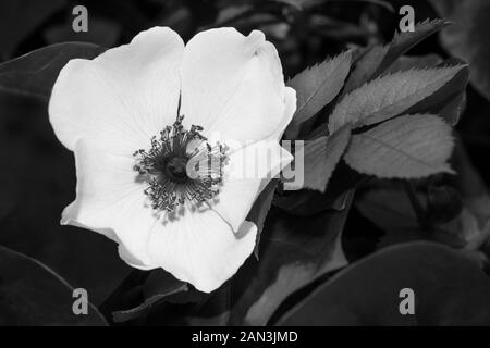 Romantic spring wild rose bloom detail in black and white. Rosa canina. Delicate fragile flower head on briar twig. Melancholy dark natural background. Stock Photo