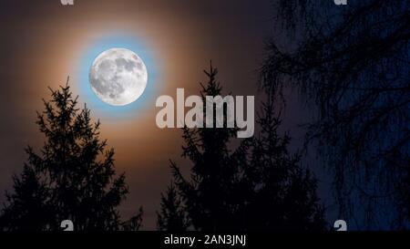 Full moon rainbow corona. Moonrise over spruce trees in night forest. Round orange moonlight glow. Conifers tops on illuminated evening dark blue sky. Stock Photo