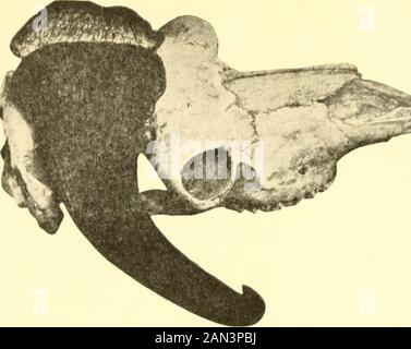Musk-ox, bison, sheep and goat . SKULL OF THE BARREN GROUND MUSK-OX—(Ow^osmoschiXtus). SIDE VIEW —(Owtoi Wardi) Stock Photo