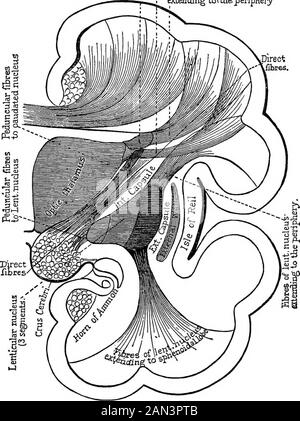 Lectures on localization in diseases of the brain, delivered at the Faculté de médecine, Paris, 1875 . re.Fig. 30, borrowed from Meynert (loc. cit., Fig. 233), representing the anteriorsection of the brain of a monkey (Cercocebus cinomolgus), very well exhibits thedirection of the principal fasciculi of the antero-posterior system of association.There are to be seen the fibres uniting two convolutions (fibrcz propria)^ welldescribed by Gratiolet, ^& fasciculus arcuatus, the fibres of which extend beneaththe corpus callosum from the occipital to the frontal lobe ; the inferior longitudinalfas