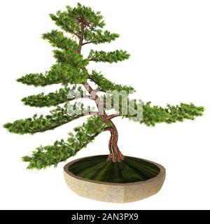 Hinoki False Cypress Bonsai Tree -This Cypress tree is a favorite of Japanese horticulturists who make miniature versions of this plant in containers. Stock Photo