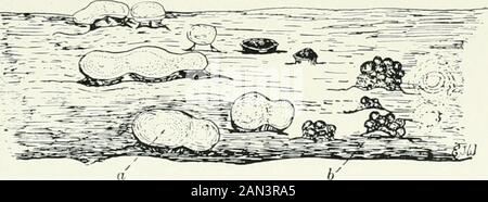 Fungi, ascomycetes, ustilaginales, uredinales. Fungi. V ...