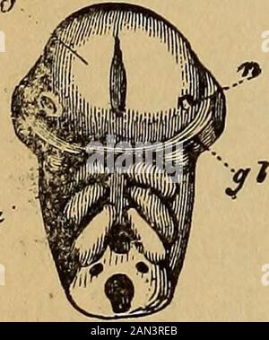 The evolution of man: a popular exposition of the principal points of human ontogeny and phylogene . Stock Photo